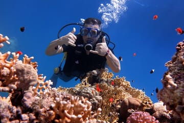 Snorkeling Tour at Tiran Island from Sharm El Sheikh