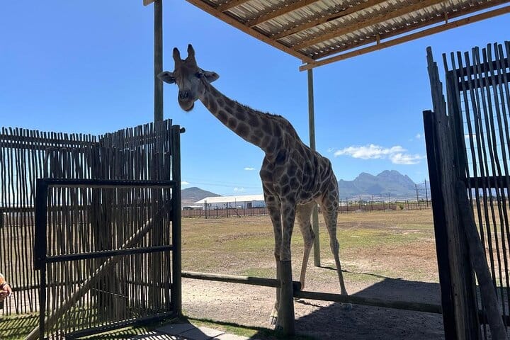 Giraffe Encounter and Lion Park with Wine Tasting in Stellenbosch