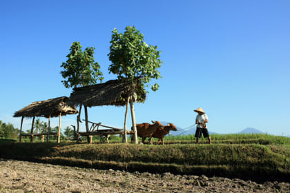 Experience Balinese Culture and Agriculture in Denpasar