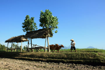 Experience Balinese Culture and Agriculture in Denpasar