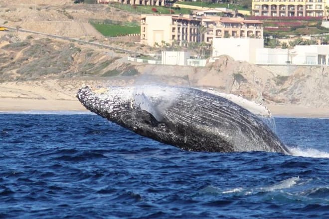 Whale