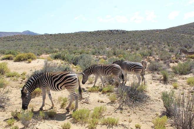 Zebras