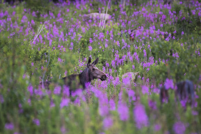 Moose Safari from Kemi - Kemi photo 2