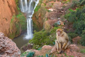 Ouzoud Waterfalls Shared Day Trip from Marrakech