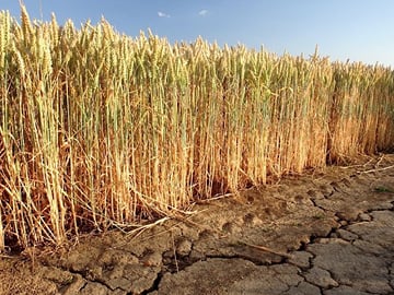 Private Dahshur Pyramids and Farmland Experience