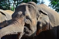 Elephant Sanctuary+Bamboo Rafting+Long Neck Village 2