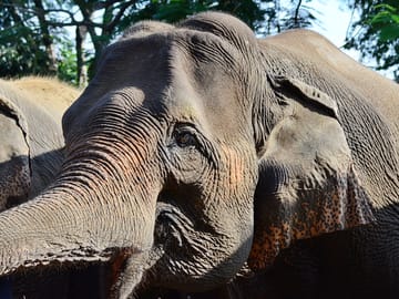 Elephant Sanctuary+Bamboo Rafting+Long Neck Village