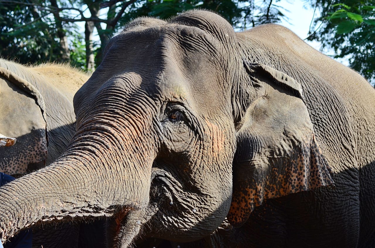 Elephant Sanctuary+Bamboo Rafting+Long Neck Village 2
