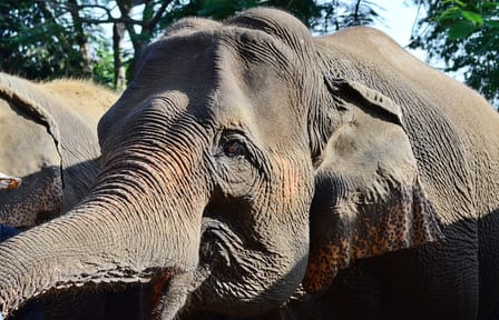 Elephant Sanctuary Visit and Bamboo Rafting in Thailand