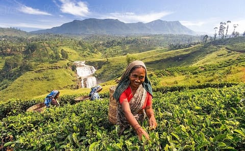 Highlights Of Sri Lanka | 5 Nights 6 Days