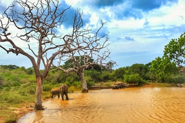 Yala National Park Wildlife Adventure Tour from Colombo