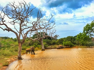 Yala National Park Wildlife Adventure Tour from Colombo