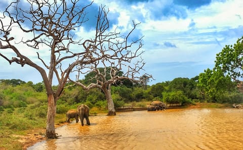 Yala National Park Wildlife Adventure Tour from Colombo