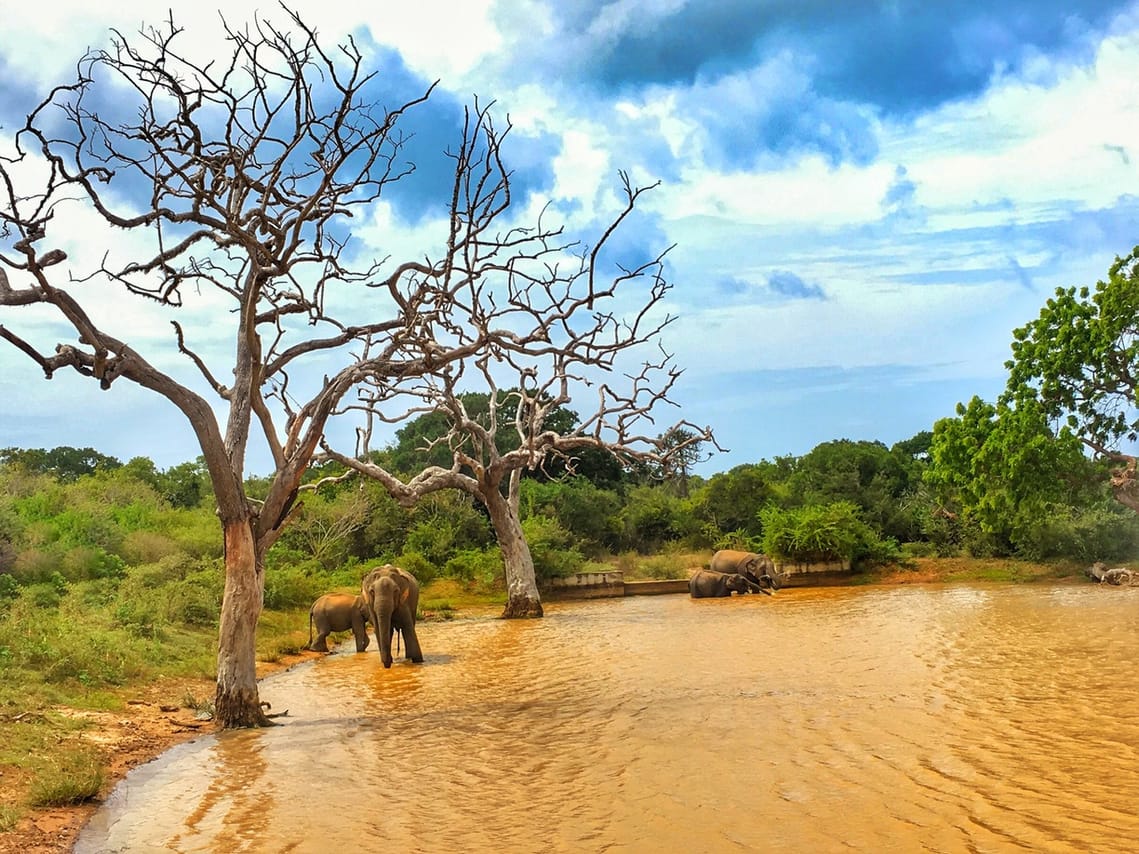 Yala National Park One Day Tour 3