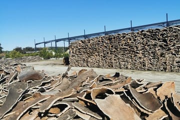 Évora: Cork and Castle: Private walking tour with driver