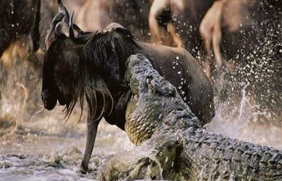 Tanzania Bush to Beach Safari Adventure