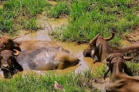 Udawalawe Safari Tour from Tangalla 8