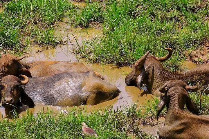 Udawalawe Safari Tour from Tangalla 8