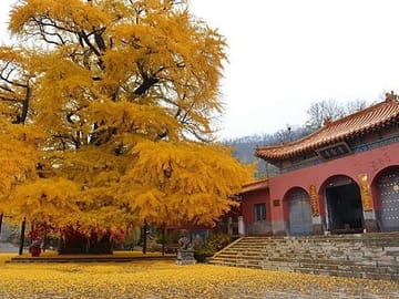 Louyang Longmen Grottoes and Shaolin Temple Day Tour from Xian