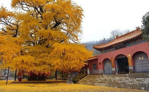 Luoyang Longmen Grottoes and Shaolin Temple Day Tour from Xi'an