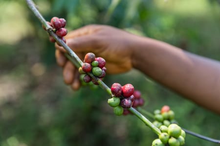 Fairview Estate Coffee Farm Tour: Experience Kenyan Coffee Culture