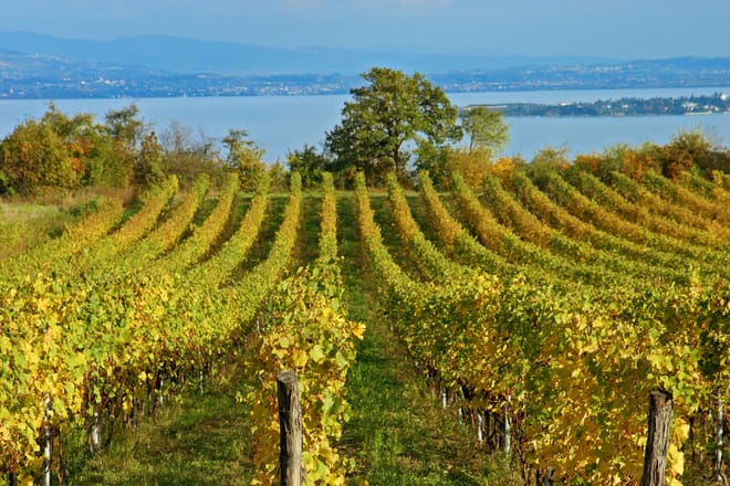 Mt Vesuvius with Winery Visit photo 2