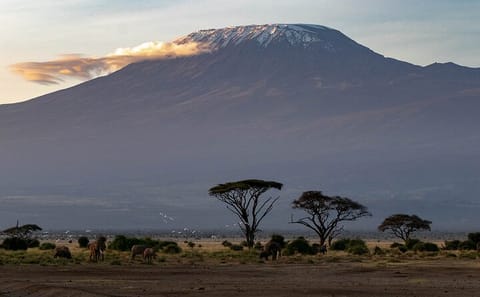 3-Day Luxury Safari in Amboseli National Park from Nairobi