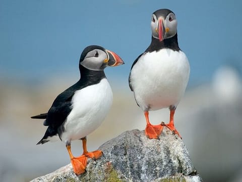 Puffins and Pirates ATV Tour, photo 5