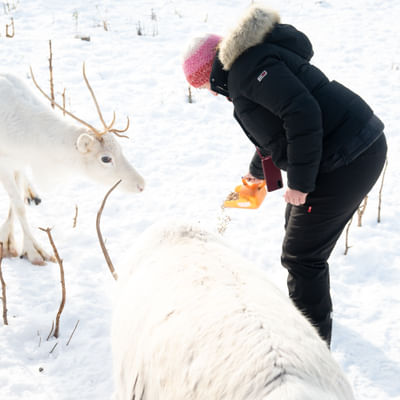 Visit Taava Reindeer Farm: Traditional Lapland Reindeer Encounters