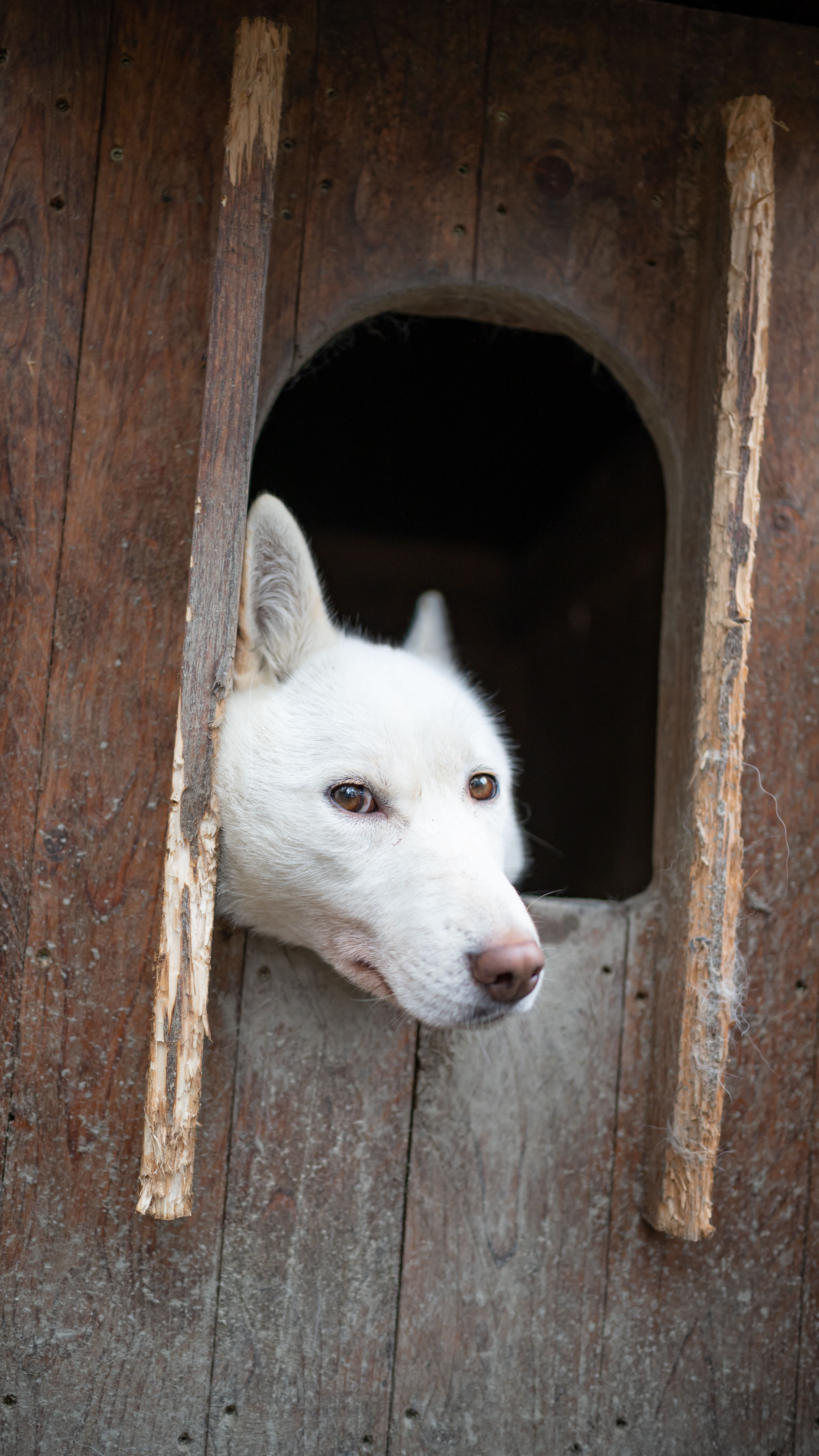 Siberian Husky, Husky Park visit, Rovaniemi Lapland