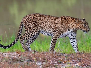 leopard