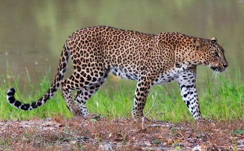 Full-Day Yala National Park Wildlife Tour from Wathuregama