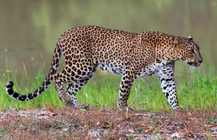 Full-Day Yala National Park Wildlife Tour from Wathuregama