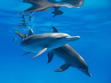 Premium VIP Dolphin House Snorkeling Adventure & Lunch – Hurghada