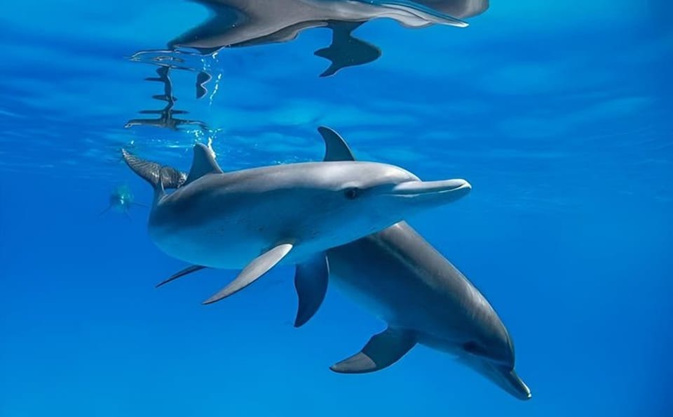 Premium VIP Dolphin House Snorkeling Adventure & Lunch – Hurghada