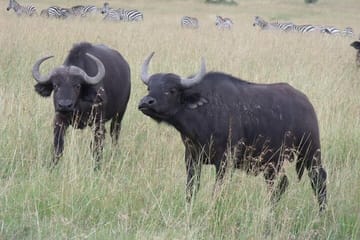 Half-Day Nairobi National Park Tour from Nairobi