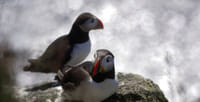 Puffin Express 9