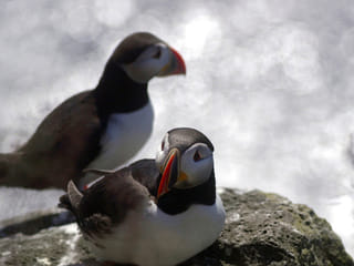 Puffin Express, photo 9