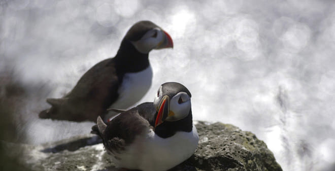 Puffin Express 9