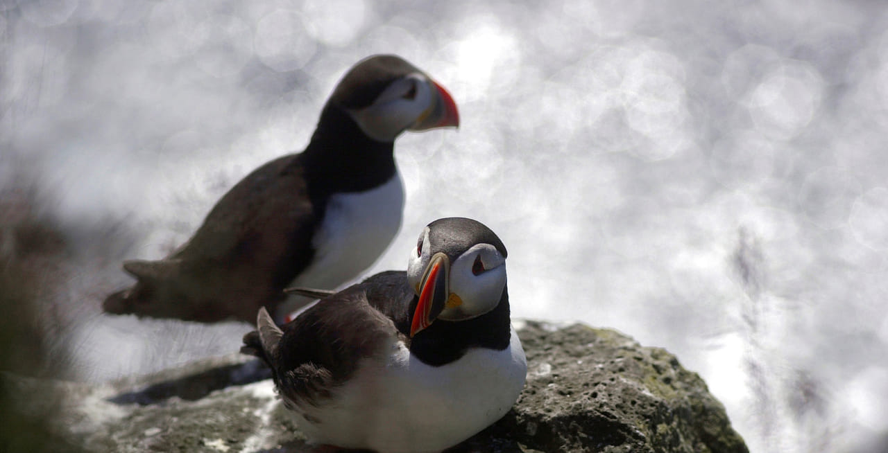 Puffin Express 9