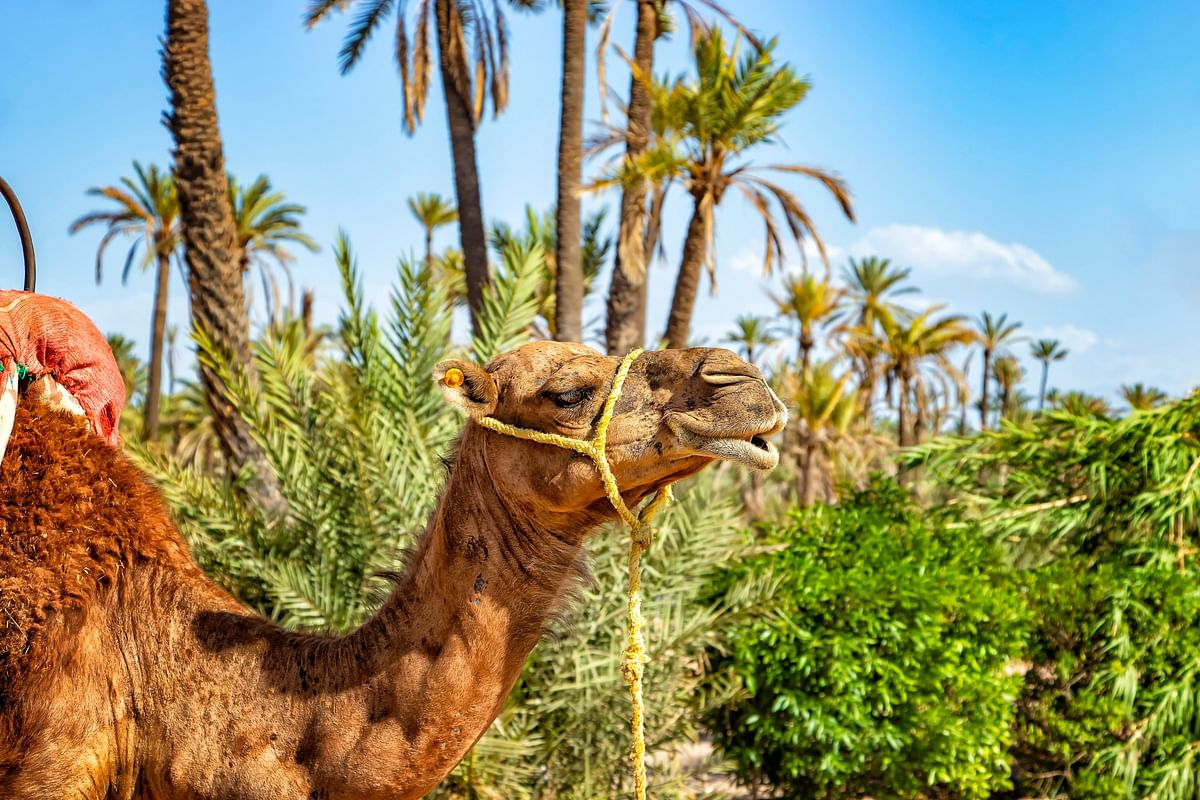 Camel Ride Adventure in Marrakech’s Enchanting Palmeraie