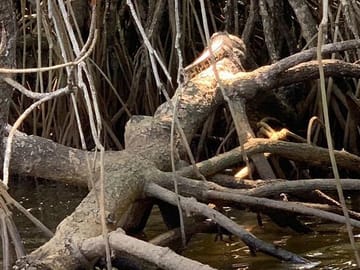 Mangrove Boat Tour in Aluthgama and Bentota, Sri Lanka