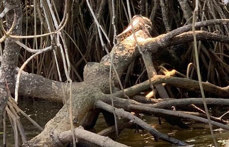 Mangrove Adventure