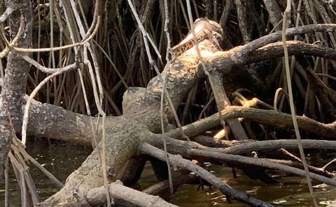Mangrove Boat Tour in Aluthgama and Bentota, Sri Lanka