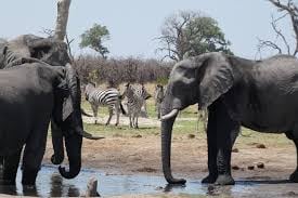 Savuti: 3 Day Mobile Safari with Safari River Cruise in Chobe River 7