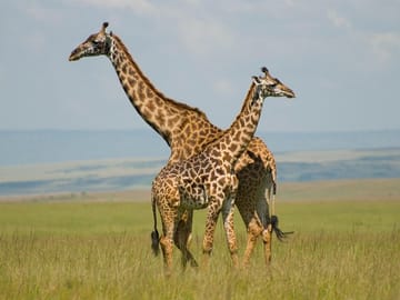 Masai Mara Game Safari