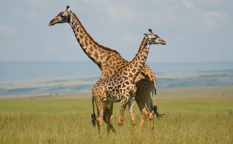 5-Day Budget Tented Camping Safari in Masai Mara, Kenya