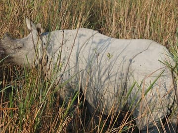 Wildlife and Cultural Tour of Dimapur and Guwahati