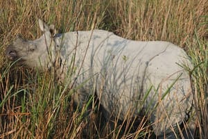 Tiger Reserve and Tribal Village