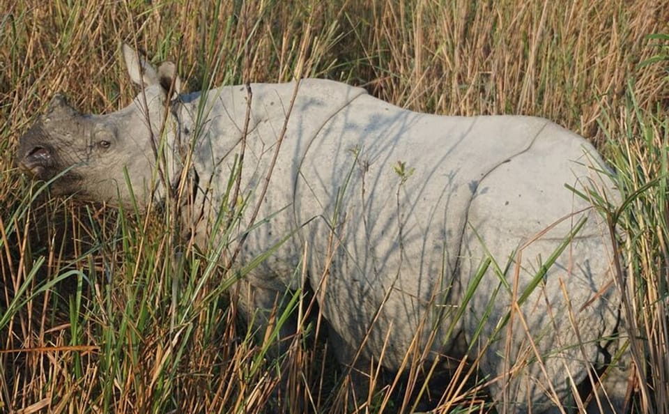 Wildlife and Cultural Tour of Dimapur and Guwahati